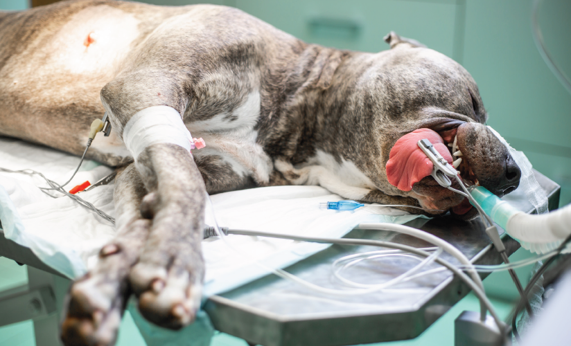 Anesthesia Safety