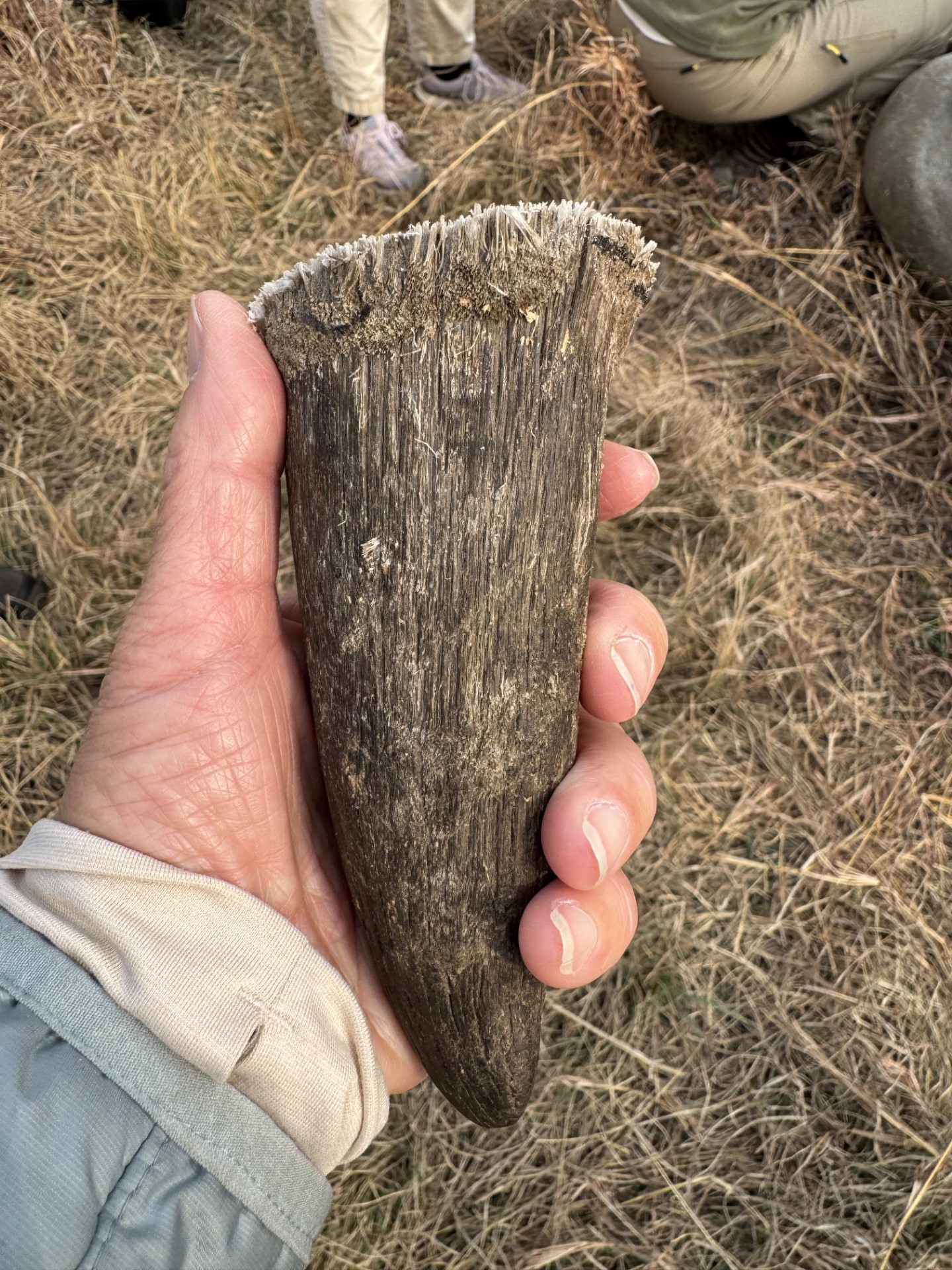 Rhino Horn